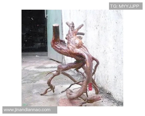 黄丽独家分享网球心得与技巧助你提升球技的全面指南